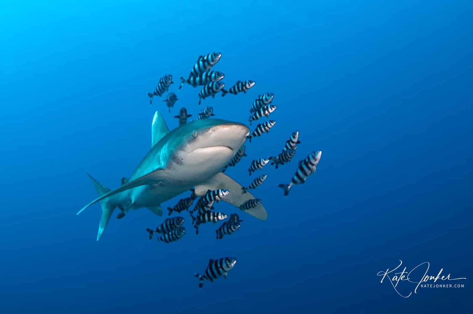 0422-Oceanic_white_tip_shark_with_entourage_of_pilot_fish_in_the_Red_Sea,_Egypt.