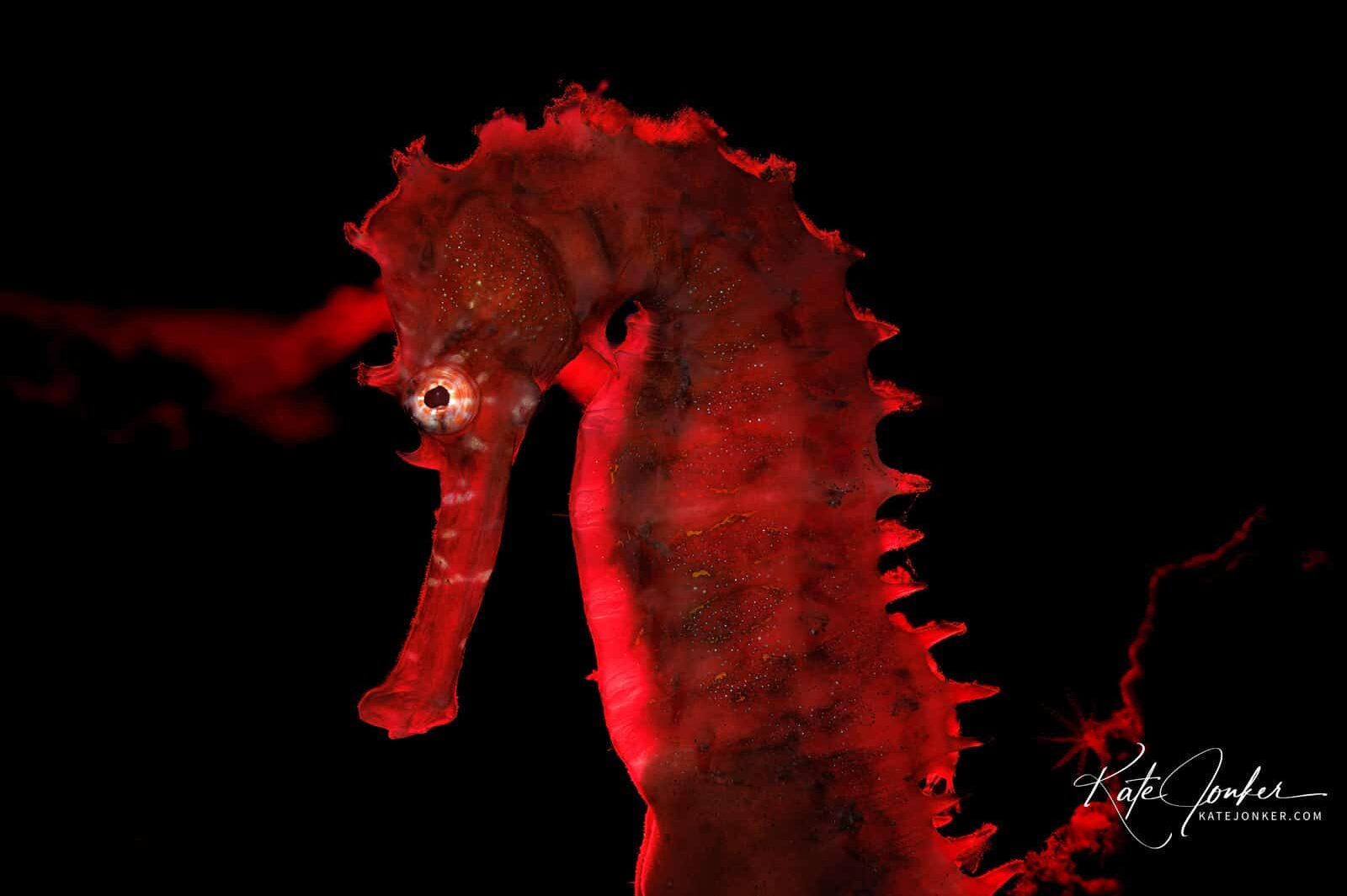 0422-Spiny_seahorse,_Sidem_dive_site_in_Tulamben,_Bali